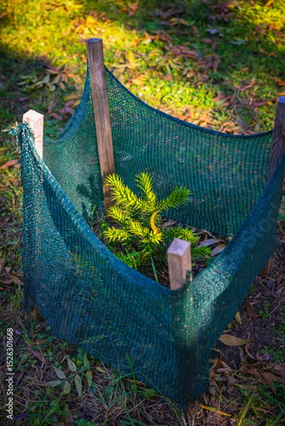 Fototapeta Freshly planted fir tree. Young tree protected by net. Small pine tree is planted in park, surrounded by mesh fence for protection and growth. Environmental care, tree planting, green future