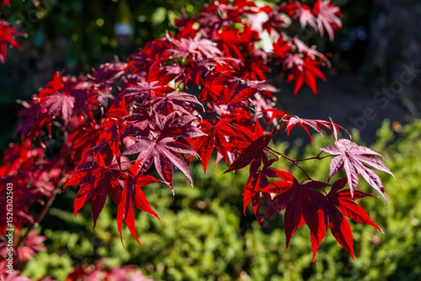 Fototapeta Red Japanese maple leaves in sunlight. Red Japanese maple leaves glow under sunlight, vivid contrast with green background in autumn garden. Concept of autumn foliage, natural fall color beauty