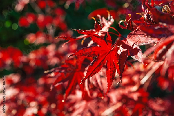 Fototapeta Close-up of red autumn leaves. Close-up of red autumn maple leaves with strong sunlight textures in natural composition. Concept of fall intensity, seasonal nature colors. Natural fall background