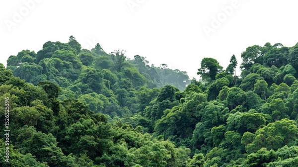 Obraz lush vibrant forest canopy  isolated on white background