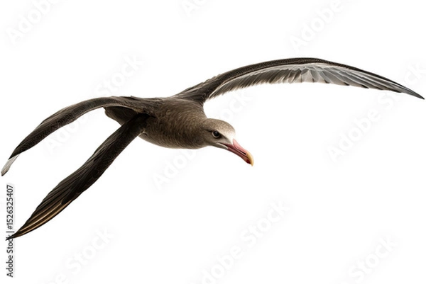 Fototapeta Bird in flight, detailed view