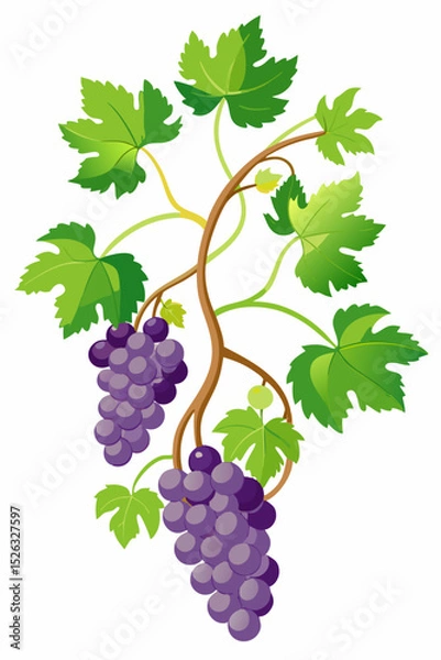 Fototapeta High-quality vector illustration of a grapevine with naturalistic branches, dense foliage and grape clusters for design and agricultural media
