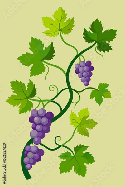 Fototapeta Ornamental vector graphic of a grapevine with extended branches, lush leaves and plump grapes suitable for decorative and educational use