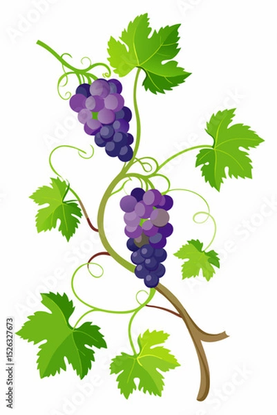 Fototapeta Detailed botanical illustration of a grapevine featuring vine branches, green foliage and grape bunches for nature-inspired design projects
