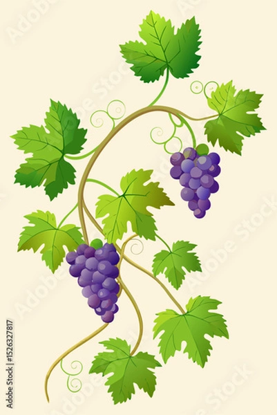 Obraz Botanical vector illustration of a grapevine with sprawling branches, green leaves and clusters of ripe grapes for nature and design use