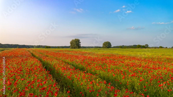 Fototapeta Field of red poppies