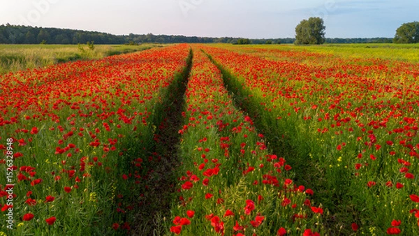 Fototapeta Field of red poppies