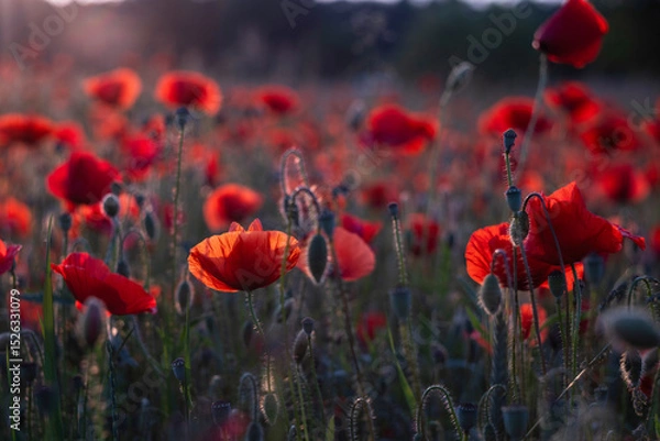 Fototapeta Field of red poppies