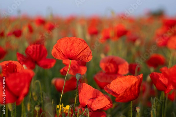 Fototapeta Field of red poppies