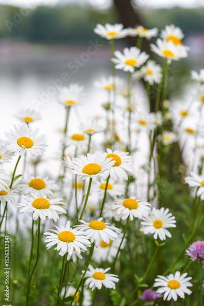 Fototapeta Cose up of blooming white daisies, chamomile with yellow centers growing in a lush meadow background. Oxeye daisy, Leucanthemum vulgare, Common daisy, Dog daisy. Gardening, plant breeding