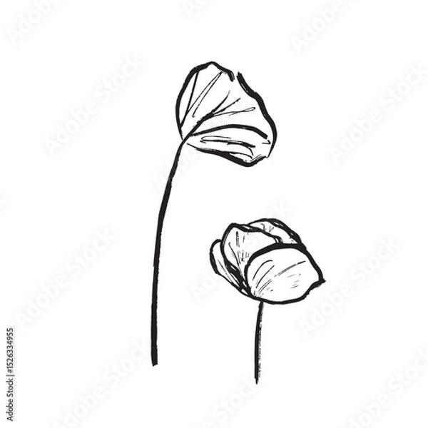 Fototapeta Summer poppy flower isolated on white background in brush stroke texture. Hand drawn vector sketch illustration in vintage charcoal ink style. Greeting card design, invitation floral store logo design