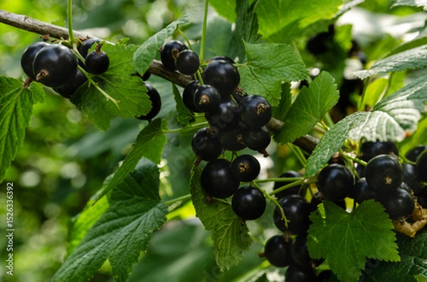 Fototapeta Close-up of ripe raspberry growing on a tree branch surrounded by vibrant green leaves. perfect for themes of agriculture, gardening, organic food, and nature.