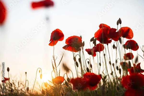 Fototapeta Field of red poppies