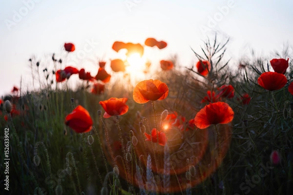 Fototapeta Field of red poppies