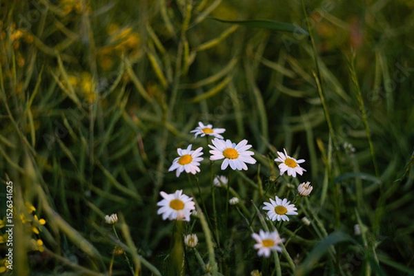 Fototapeta Daisies in the grass