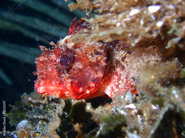 Obraz rascasse pustuleuse 2