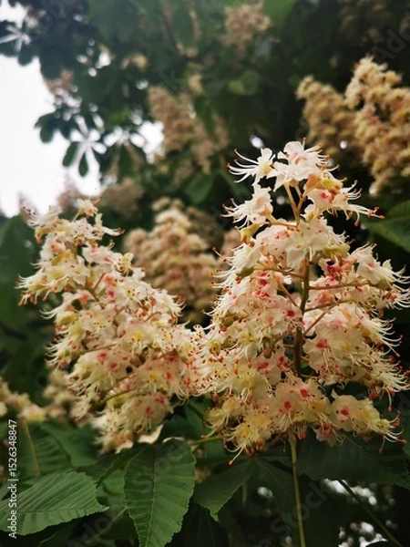 Obraz Close up of horse chestnut flowers in bloom. Flowering of Kyiv chestnuts in Ukraine