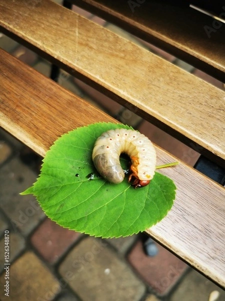 Obraz Beetle Larva on Green Leaf – Macro Close-Up