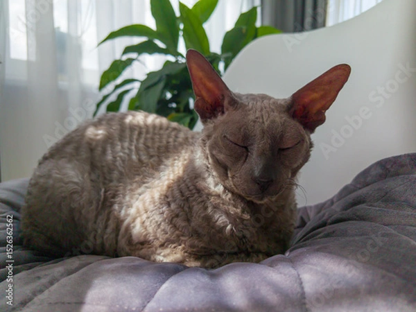 Obraz Cornish Rex relaxing on the bed in the sun.