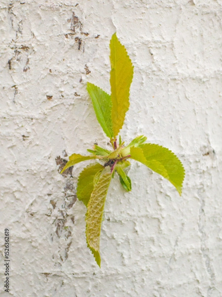 Obraz A young sprout grows out of the white trunk of a tree in close-up.