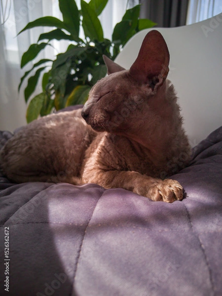 Obraz Cornish Rex relaxing on the bed in the sun.