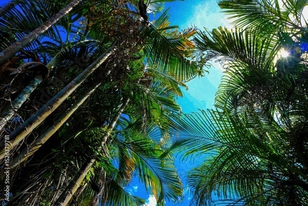 Obraz coconut palm tree