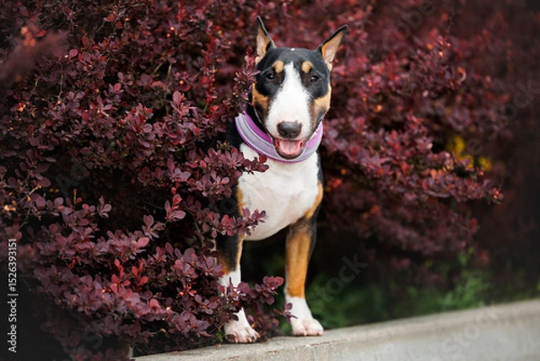 Obraz happy miniature bull terrier dog posing in a bush