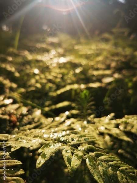 Obraz Fern After Rain with Sunlight – Fresh Green Leaves Close-Up With soft focus