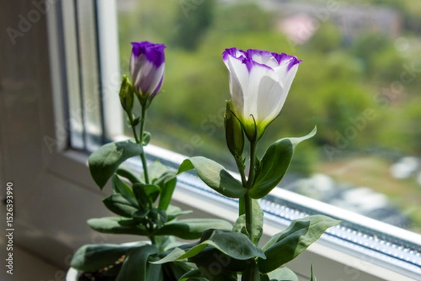 Obraz Young Eustoma flowers seedlings in white pots on a sunny windowsill. Purple white Eustoma flowers. Selective focus.