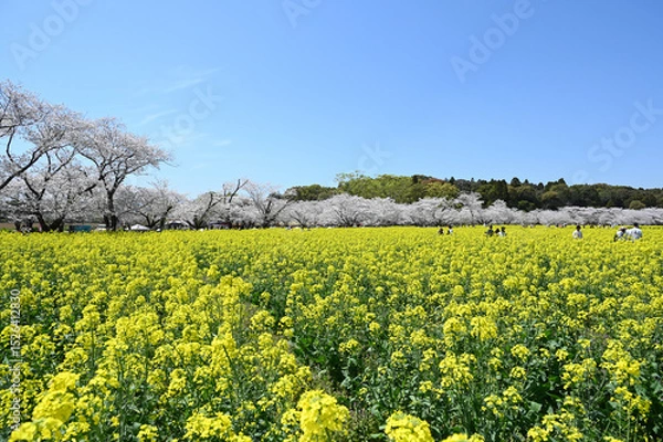 Obraz 西都原古墳群の春