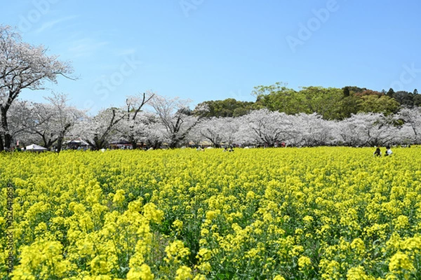 Obraz 西都原古墳群の春