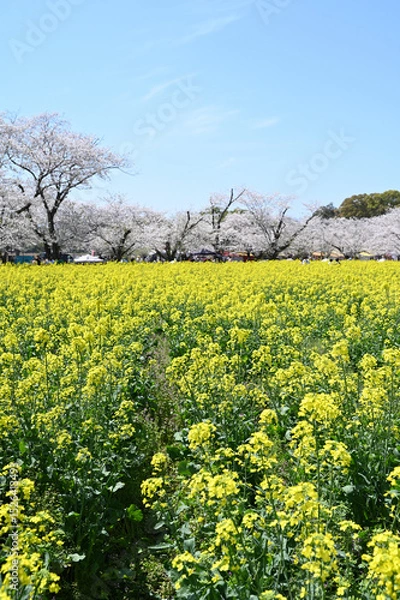 Obraz 西都原古墳群の春