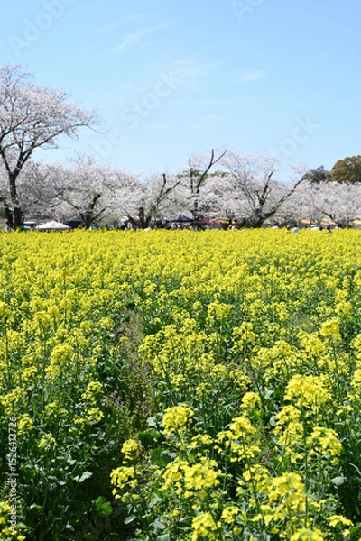 Obraz 西都原古墳群の春