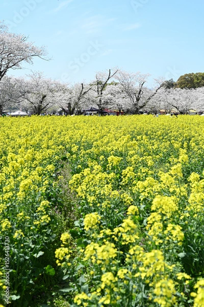 Obraz 西都原古墳群の春