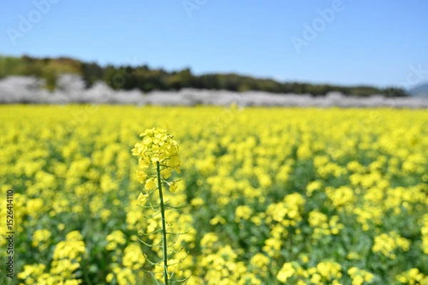Obraz 西都原古墳群の春