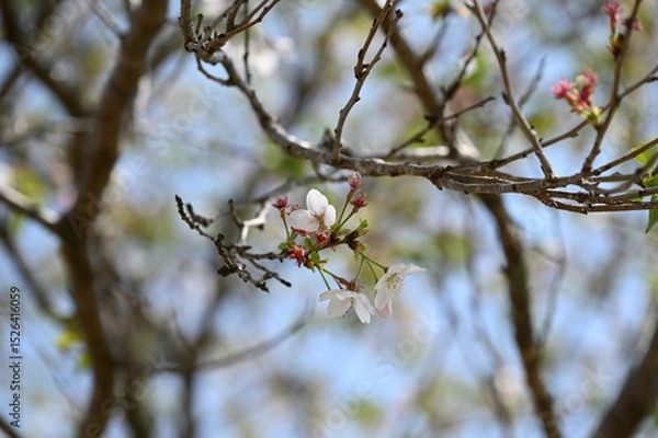 Obraz 西都原古墳群の春