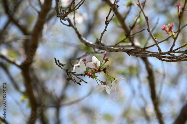 Obraz 西都原古墳群の春