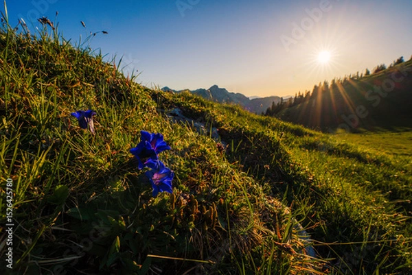 Fototapeta Enzian II