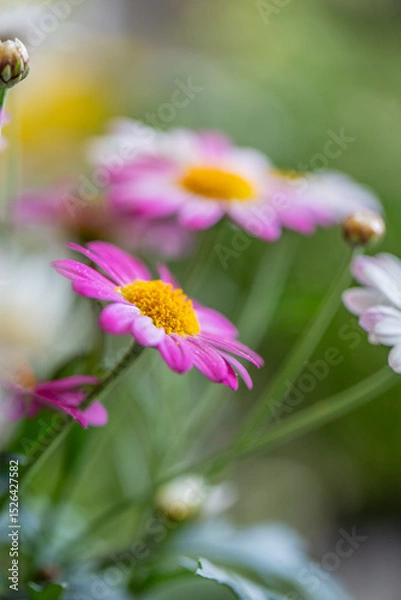 Fototapeta Argyranthemum, marguerite daisy, marguerite, Paris daisy, Canary Island daisy bloom in a garden during springtime hours, showcasing vibrant petals and lush greenery