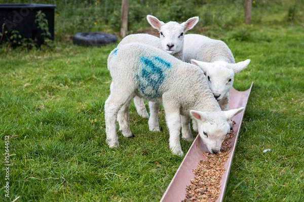 Obraz Three young lambs eating solid food outside in a farmers field