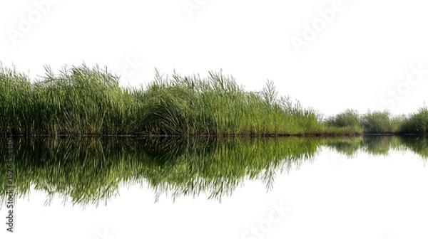 Obraz Lush green reeds reflected in the serene water isolated on white background
