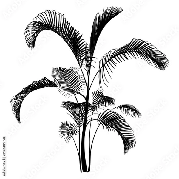 Fototapeta Black Palm Tree isolated on a white background. Desert and tropical houseplants. 
