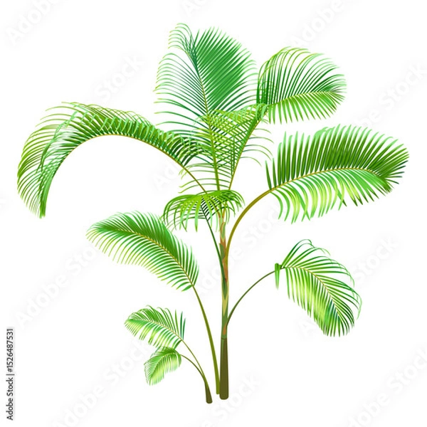 Fototapeta Green Palm Tree isolated on a white background. Desert and tropical houseplants. 

