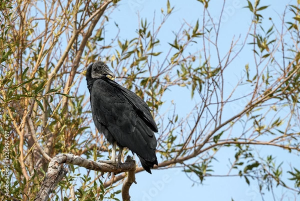 Fototapeta Black vulture perched on a bare branch against a clear blue sky