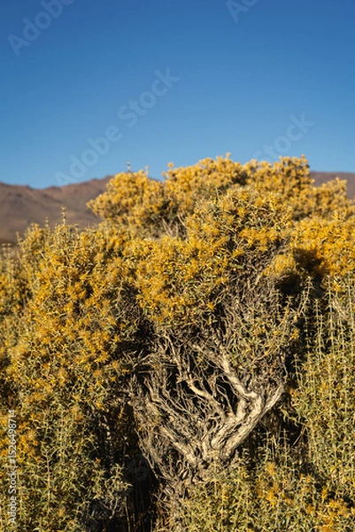 Fototapeta Close-up of a flowering Chuquiraga shrub with bright yellow blooms
