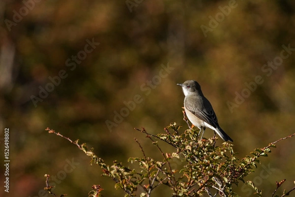 Fototapeta Fire-eyed diucon bird perched on a twig