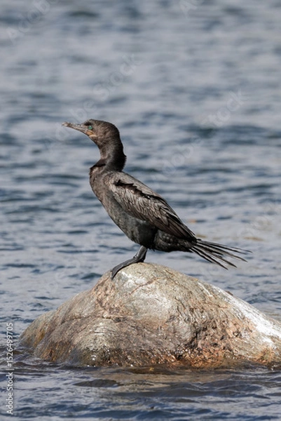 Fototapeta Cormorant standing on a Rock