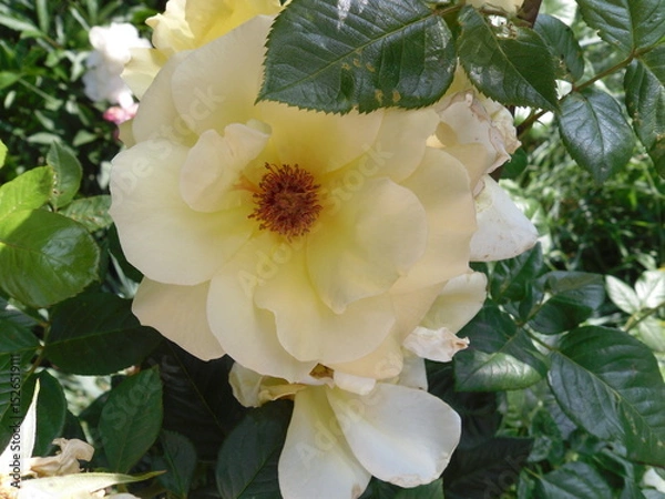 Fototapeta A creamy light yellow rose in soft bloom, radiating warmth and elegance with its delicate petals glowing in gentle natural light.

