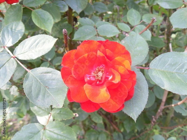 Fototapeta A vibrant red rose with a hint of coral glowing in the warm rays of summer sunlight, each petal lit up with golden highlights.


