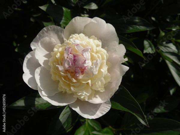 Fototapeta A fully bloomed white peony with a soft pink center, its layered petals unfolding in graceful harmony under gentle natural light.

